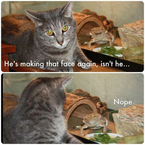 best-really-funny-cat-pic.jpeg